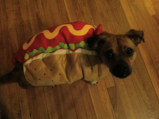 Hot dog