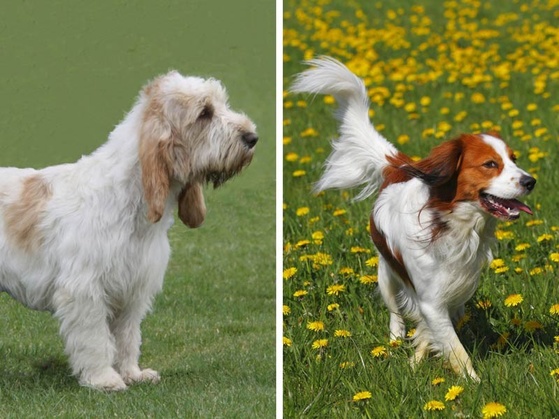 New dog breeds recognized by akc cheap