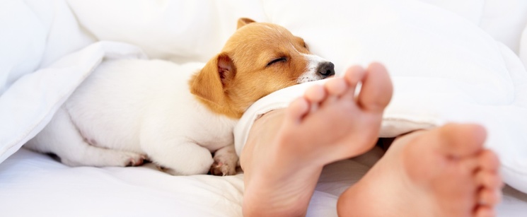 letting puppy sleep in bed with you