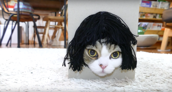 Checking Out Pippi Longstocking From >> Enjoy This Video of a Cat Modeling Some Wigs, Because Why Not? Checking Out Pippi Longstocking From >> Enjoy This Video of a Cat Modeling Some Wigs, Because Why Not?