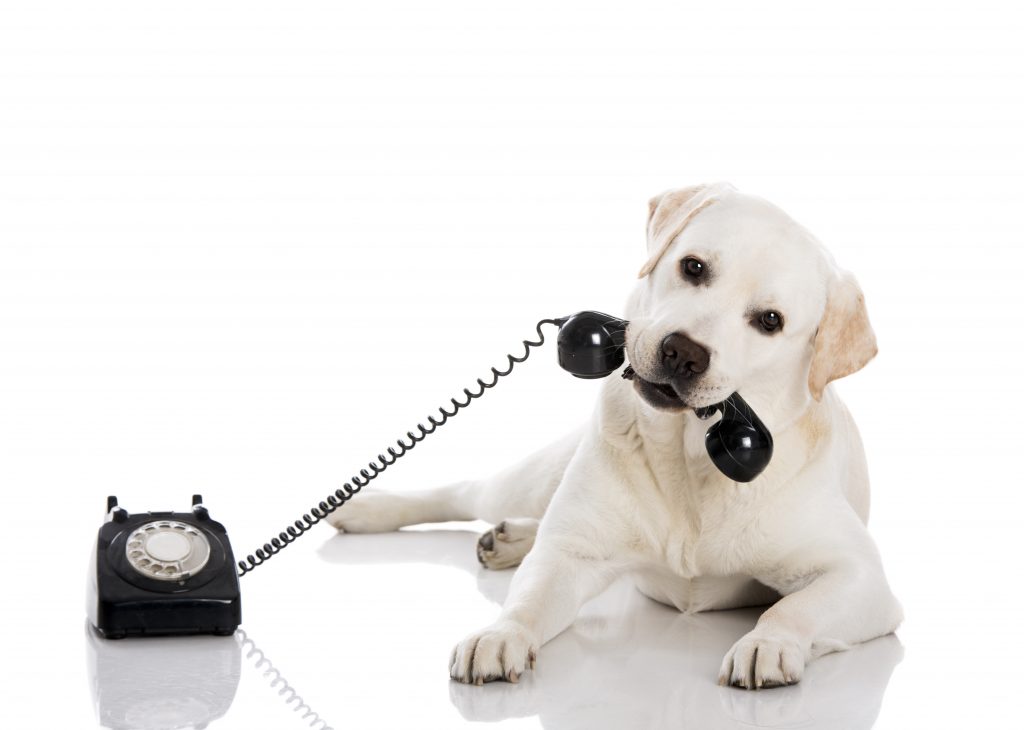 Labrador Answering A Call Portrait of a labrador retriever holding a telefone with mouth for iamfine.com