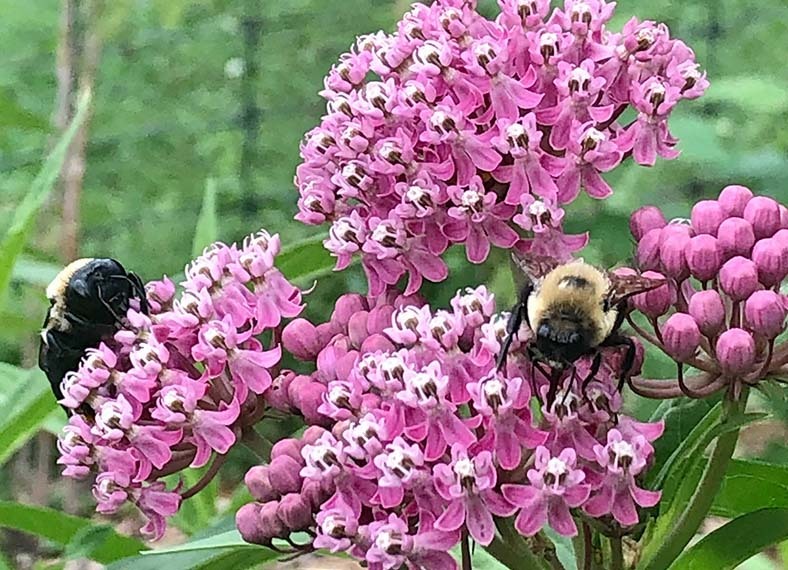 It's more than just the honey: SU's Bee Orange raises environmental awareness - Vimarsana News