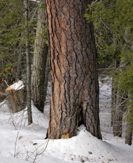 Cutting Trees To Restore Forest