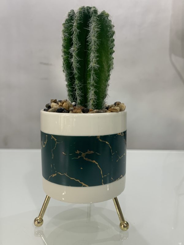 Potted plant