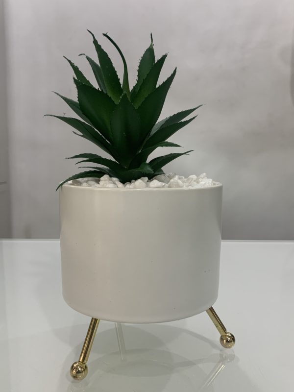 Potted plant