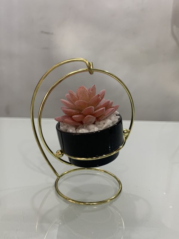 Potted plant - Image 4