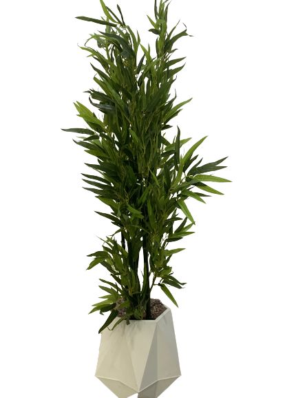 BAMBOO PLANT 3151
