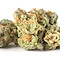 strain review