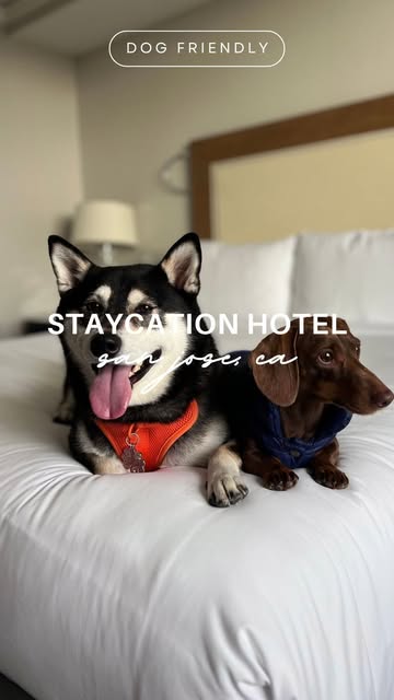 This is your sign to have a staycation with your pup 💆‍♀️🛁 We were invited to be #signiapartner and try out their new Very Important Pup program. Both humans and pups left feeling pampered and relaxed 😌 SAVE this for your next staycation!

📍 Sign
