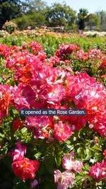 Take a stroll through 3,500 rose bushes in full bloom. The perfect spot to slow down and breathe in something beautiful.

Always showing you the best in the neighborhood, to better help you RELAX AND RELOCATE!

📍 San Jose Municipal Rose Garden – 164