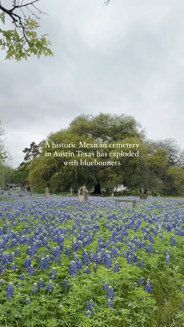 The San Jose Cementerio (also called the Cementerio San Jose or the San Jose Cemetery) was established in 1919 as a resting place for East Austin‘s Mexican and Mexican-American population. At the time, cemeteries were segregated, so Mexicans were not