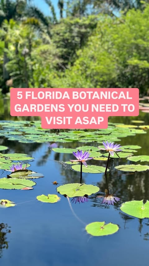 WOULD YA LOOK AT THAT 😍

Here are FIVE of the most beautiful #BotanicalGardens in #Florida 🌺

(In no particular order 😉) 

🌸 @kanapahagarden 
📍4700 SW 58th Dr, Gainesville, FL 32608
⏰ Monday through Wednesday and Friday from 9 am to 5 pm, Saturd
