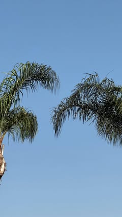 i finally found my first sonny angels😅