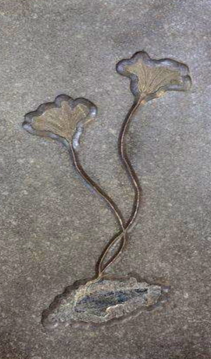 LILY FOSSIL