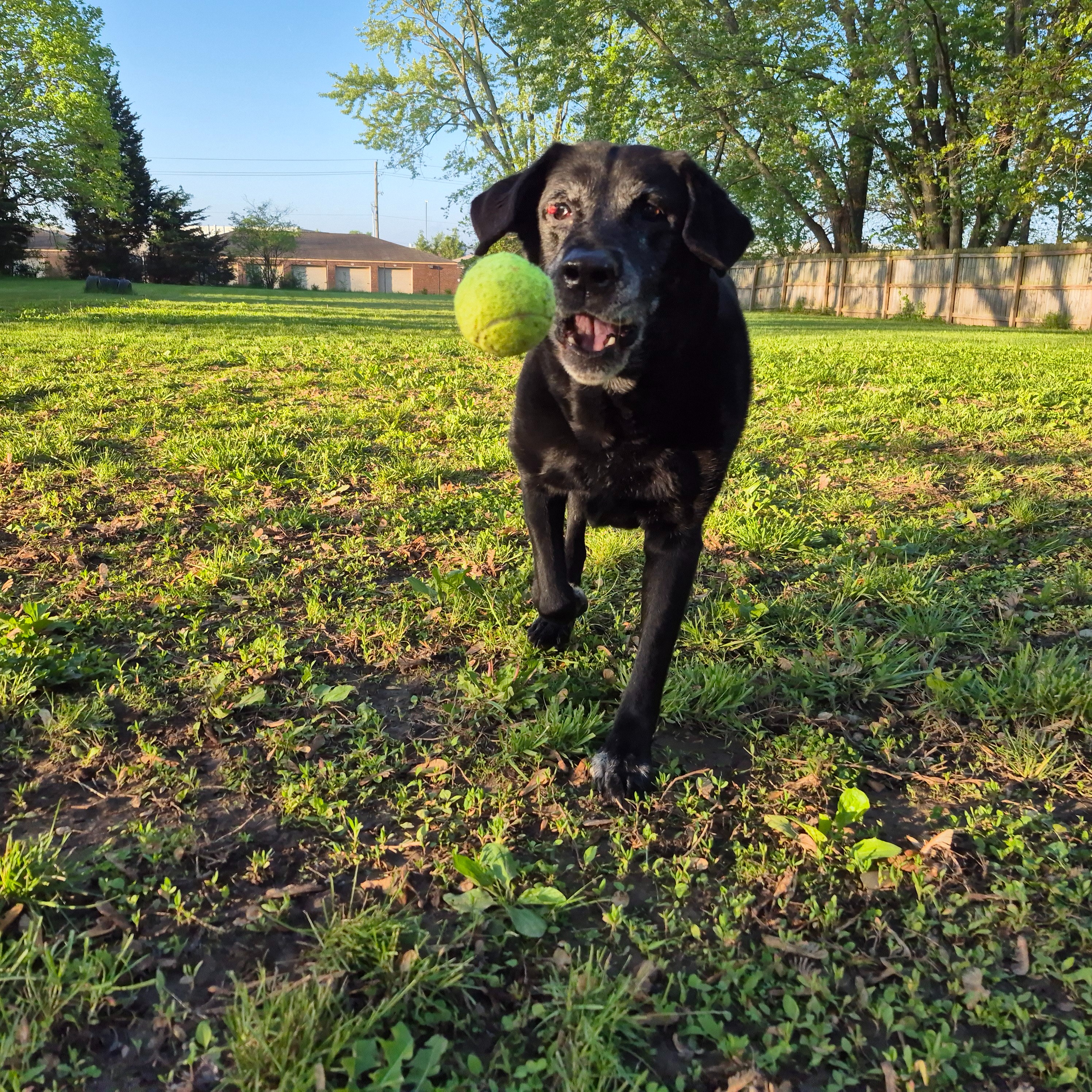 Happy Hounds photo 3