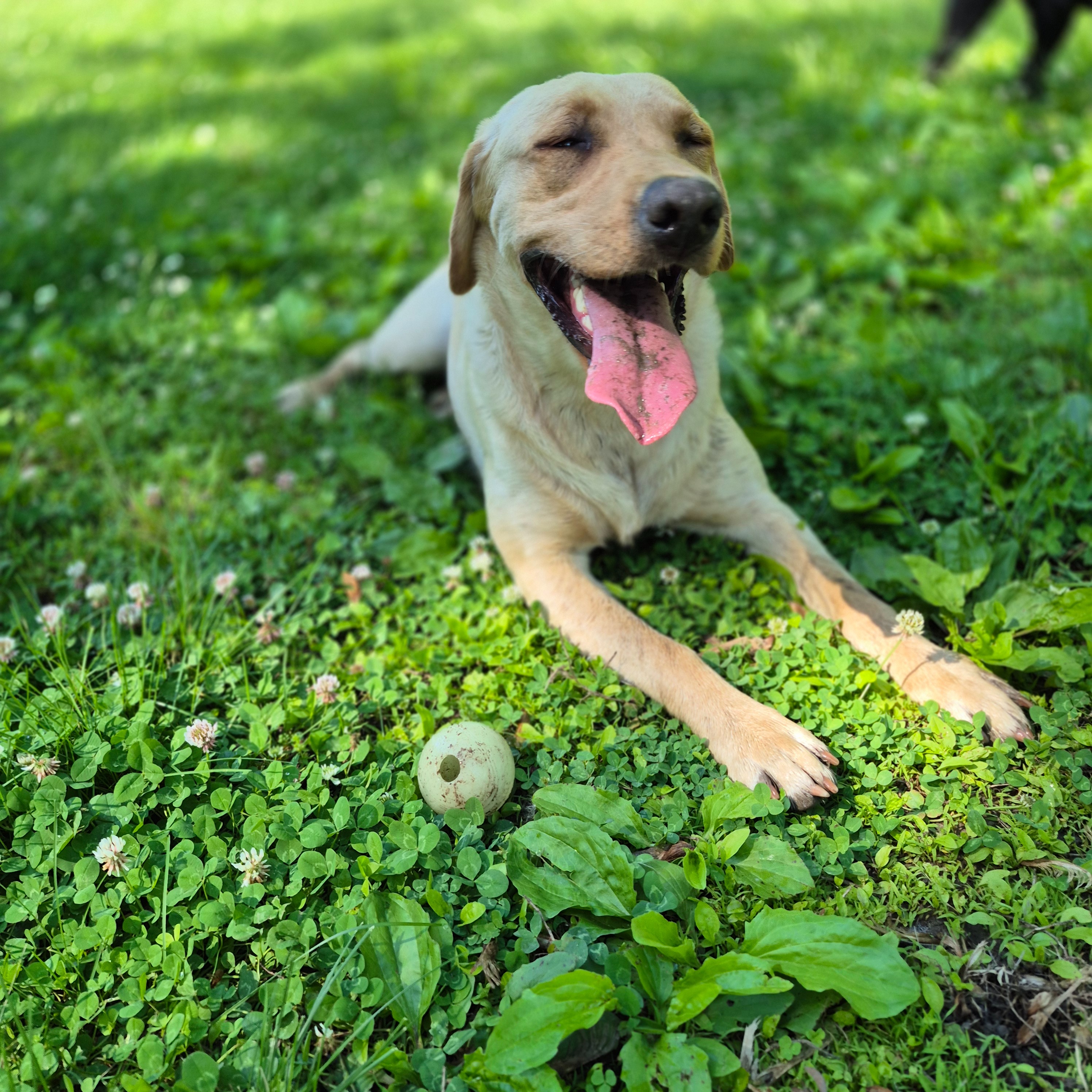 Happy Hounds - Pet Services in Indianapolis