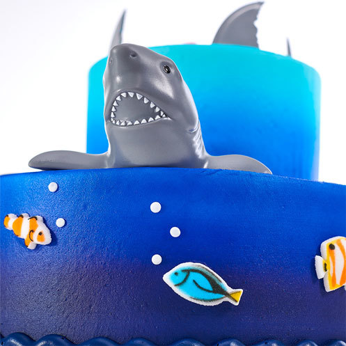 Layered Cake Shark Closeup