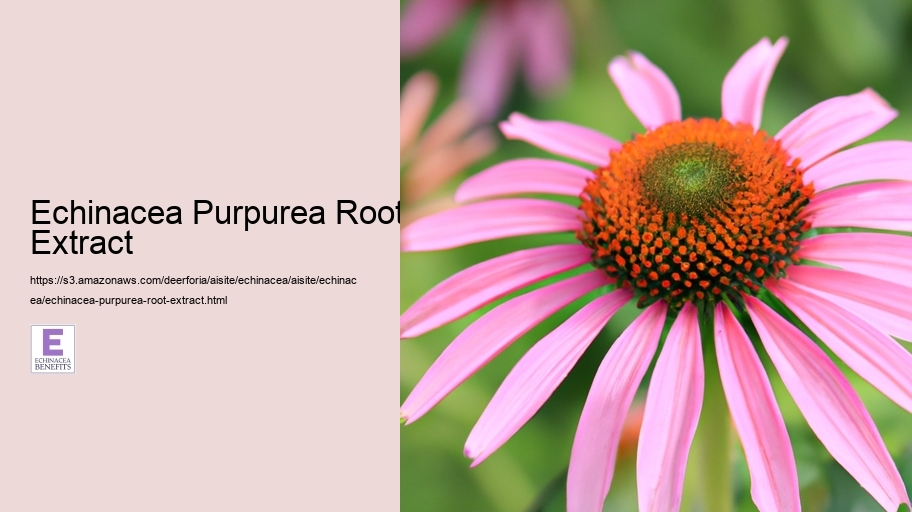 Echinacea Purpurea Root Extract
