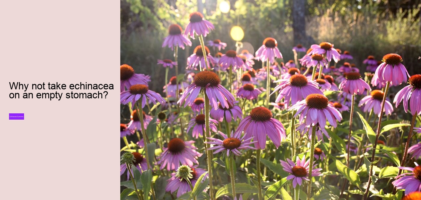 immune c plus zinc and echinacea gummy bears