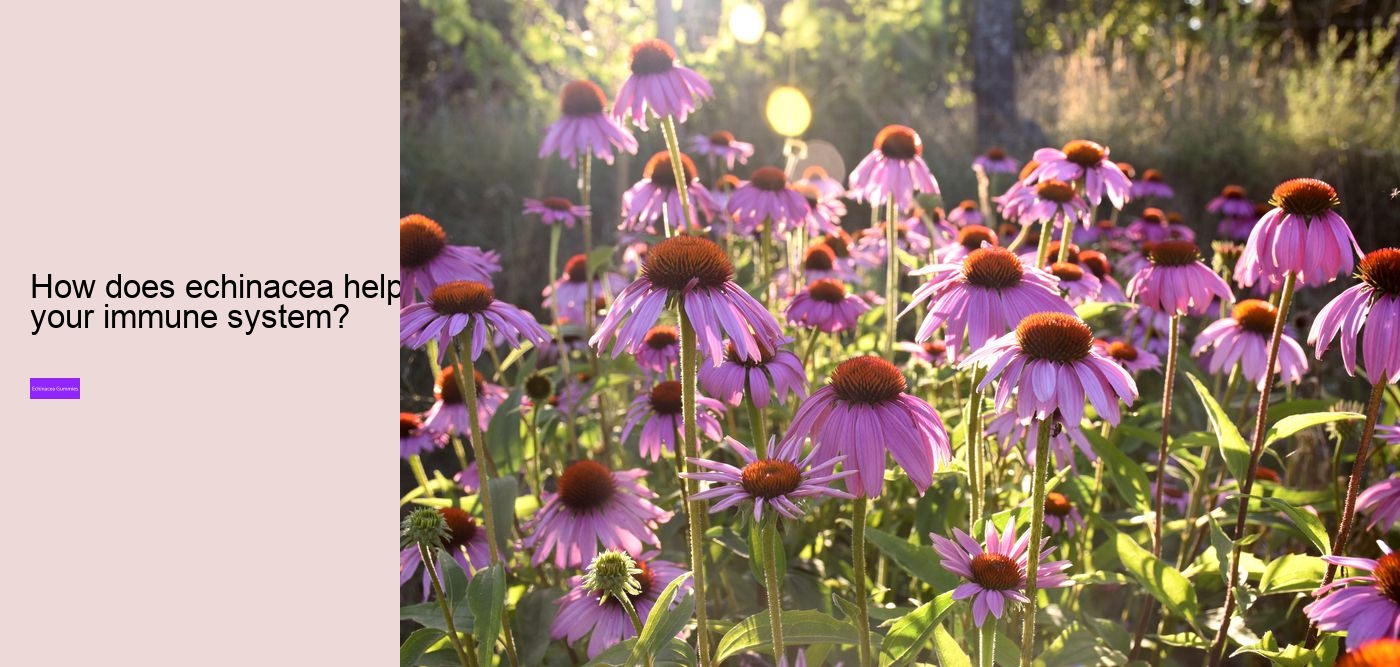 How long does it take for echinacea to work?