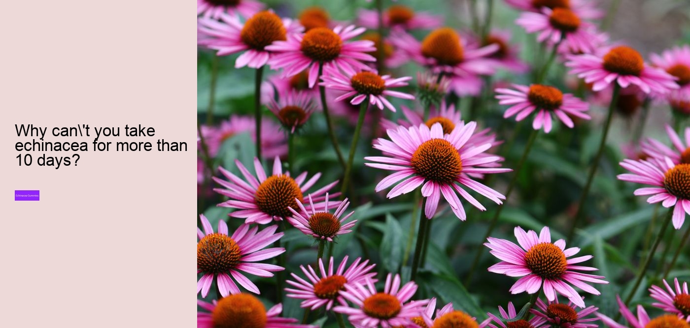 What happens if you take too much echinacea?