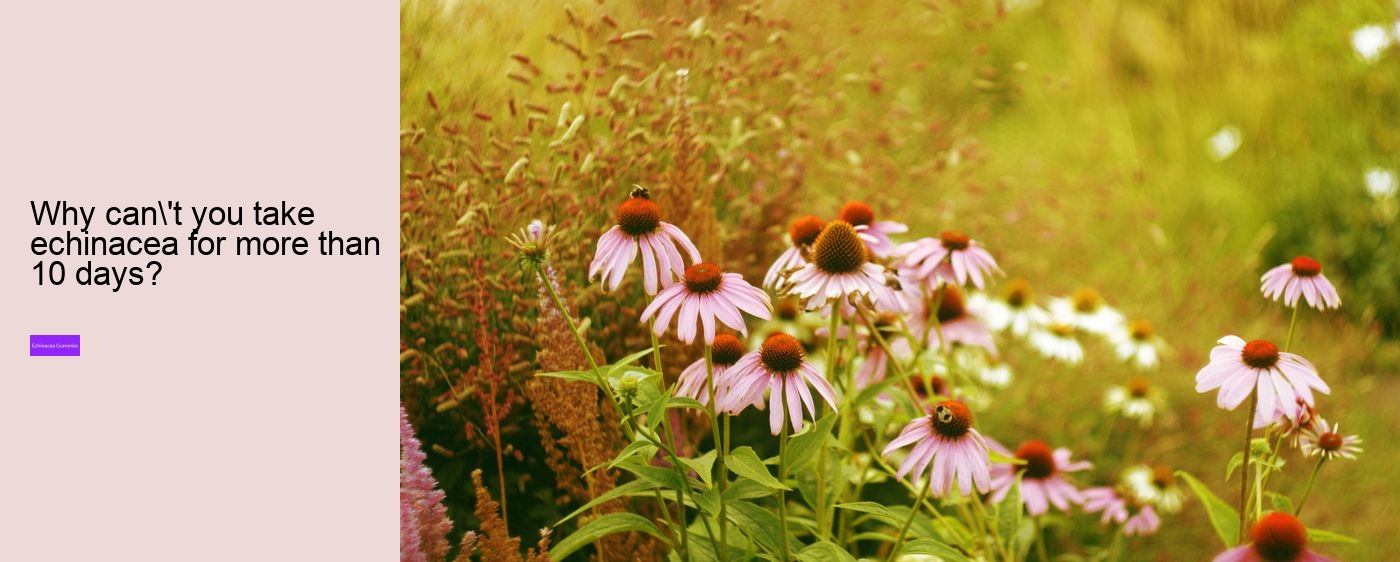 gummy echinacea