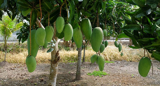Mangoboom