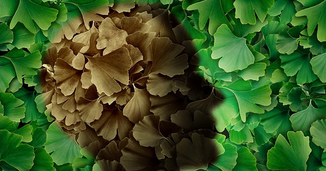 Ginkgo biloba