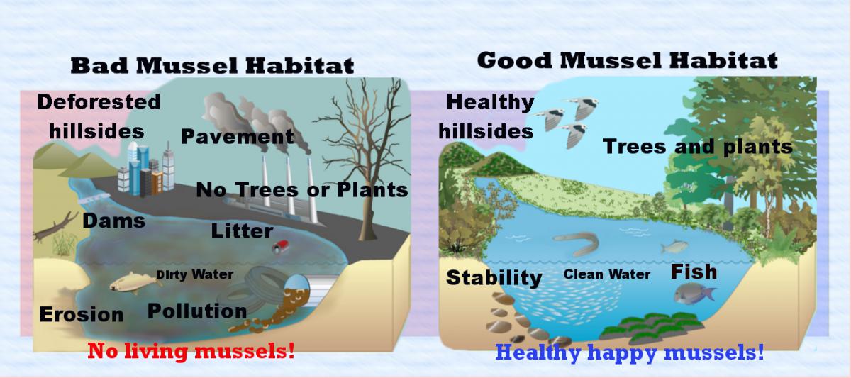 Freshwater Mussels Delaware Estuary