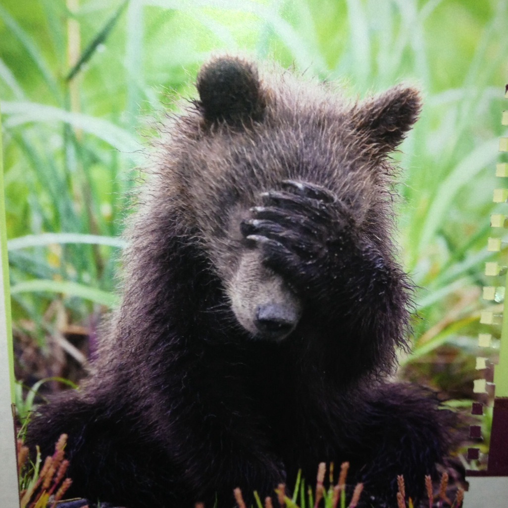 Медведь. Хорошего дня мишка. Медведь стесняется. Медведь. Медведь закрывает глаза лапами.