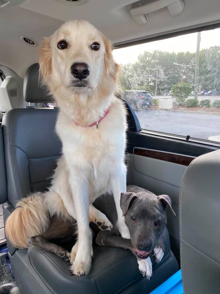 Demo Animal Rescue - Comet Image