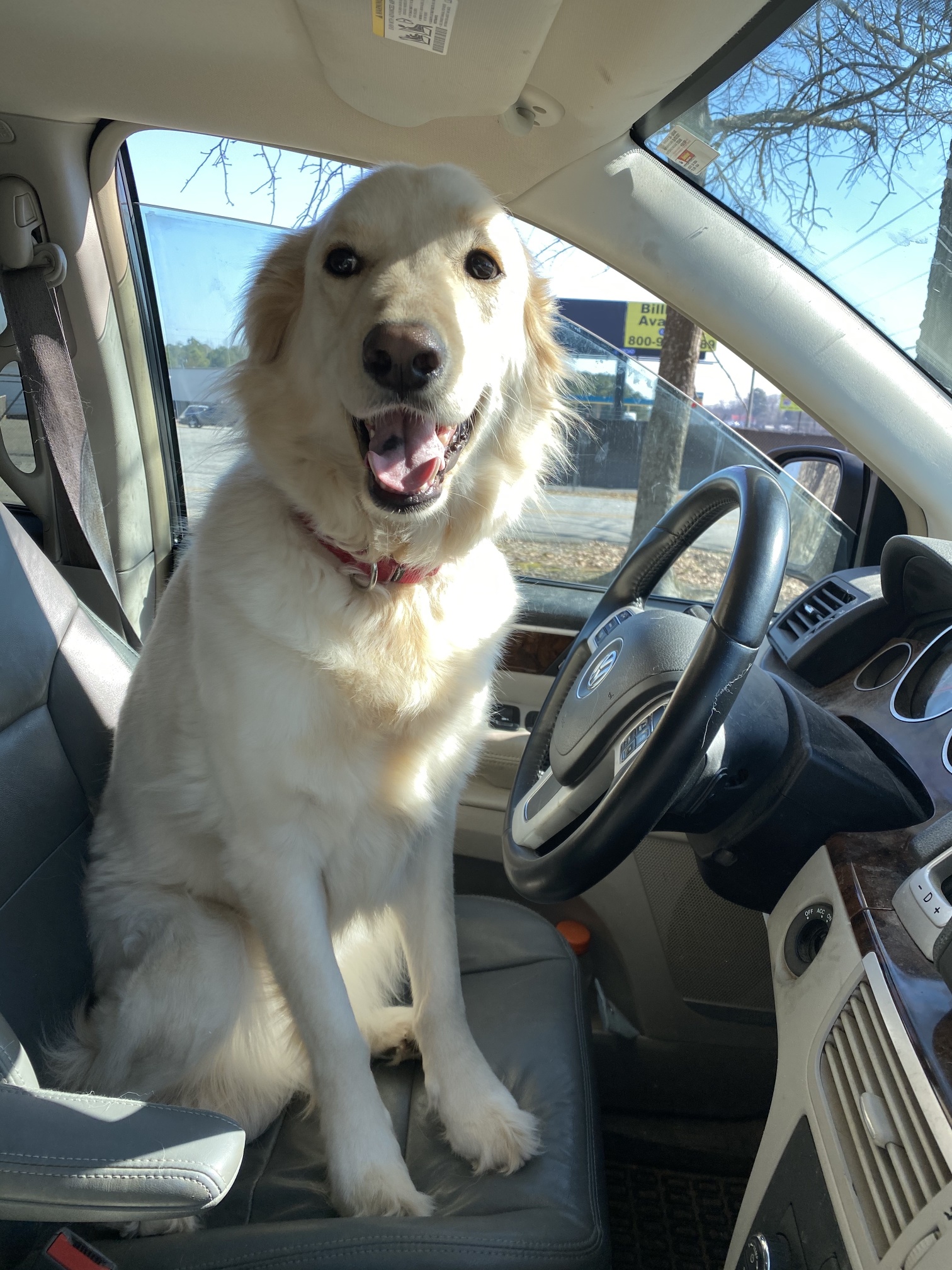 Demo Animal Rescue - Comet