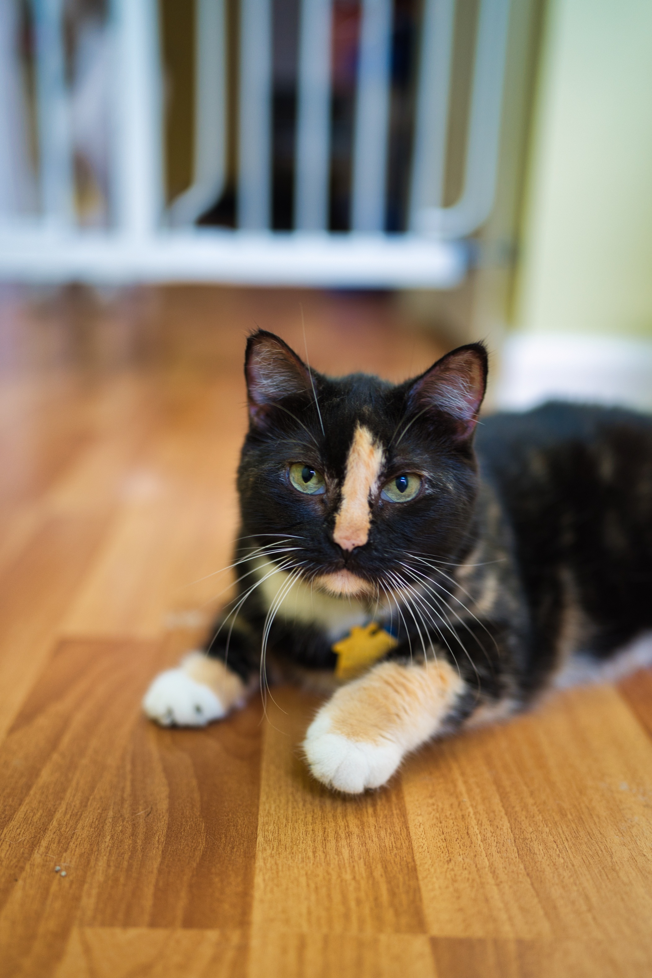 Demo Animal Rescue - Zelda