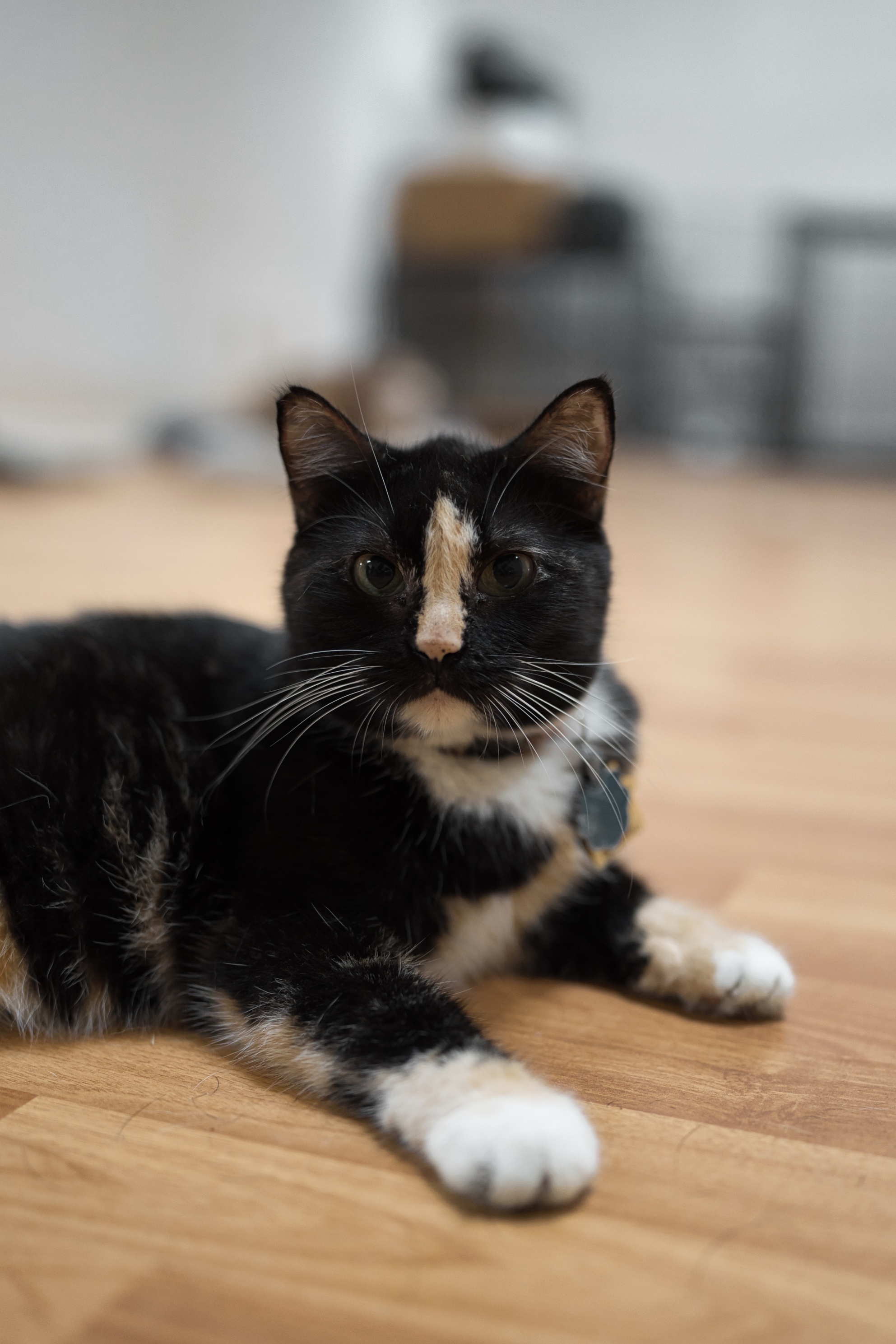 Demo Animal Rescue - Zelda Image