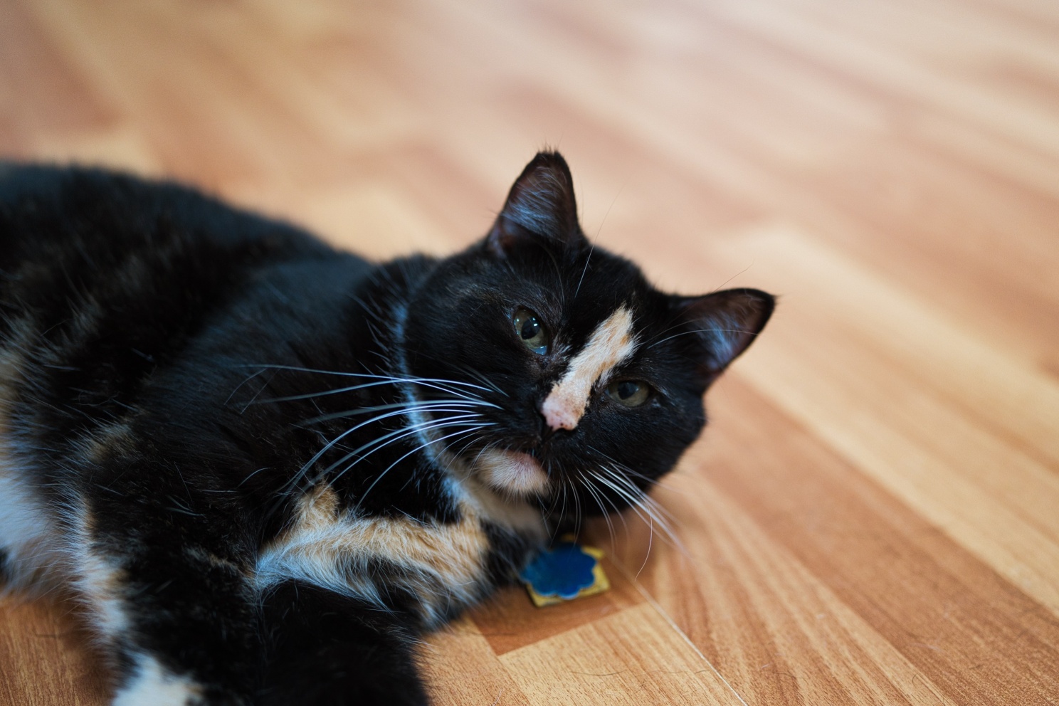 Demo Animal Rescue - Zelda