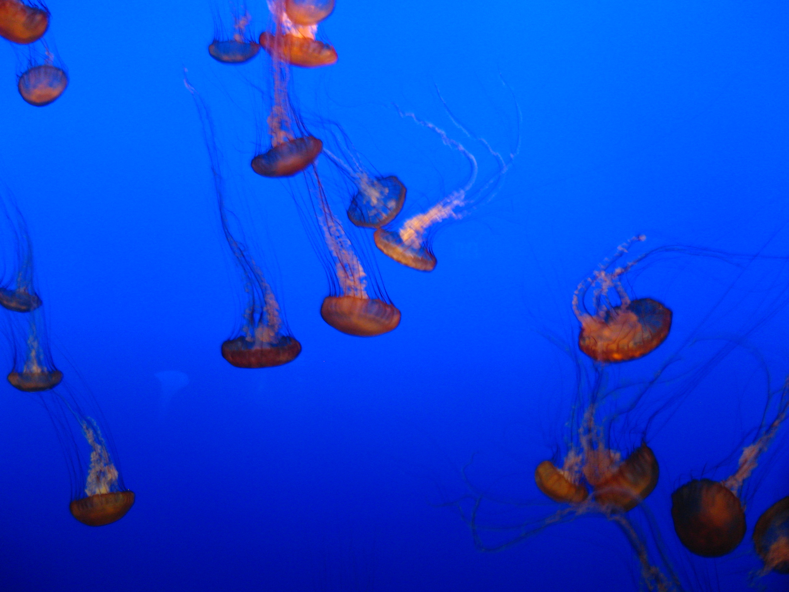 Colorful Jellies