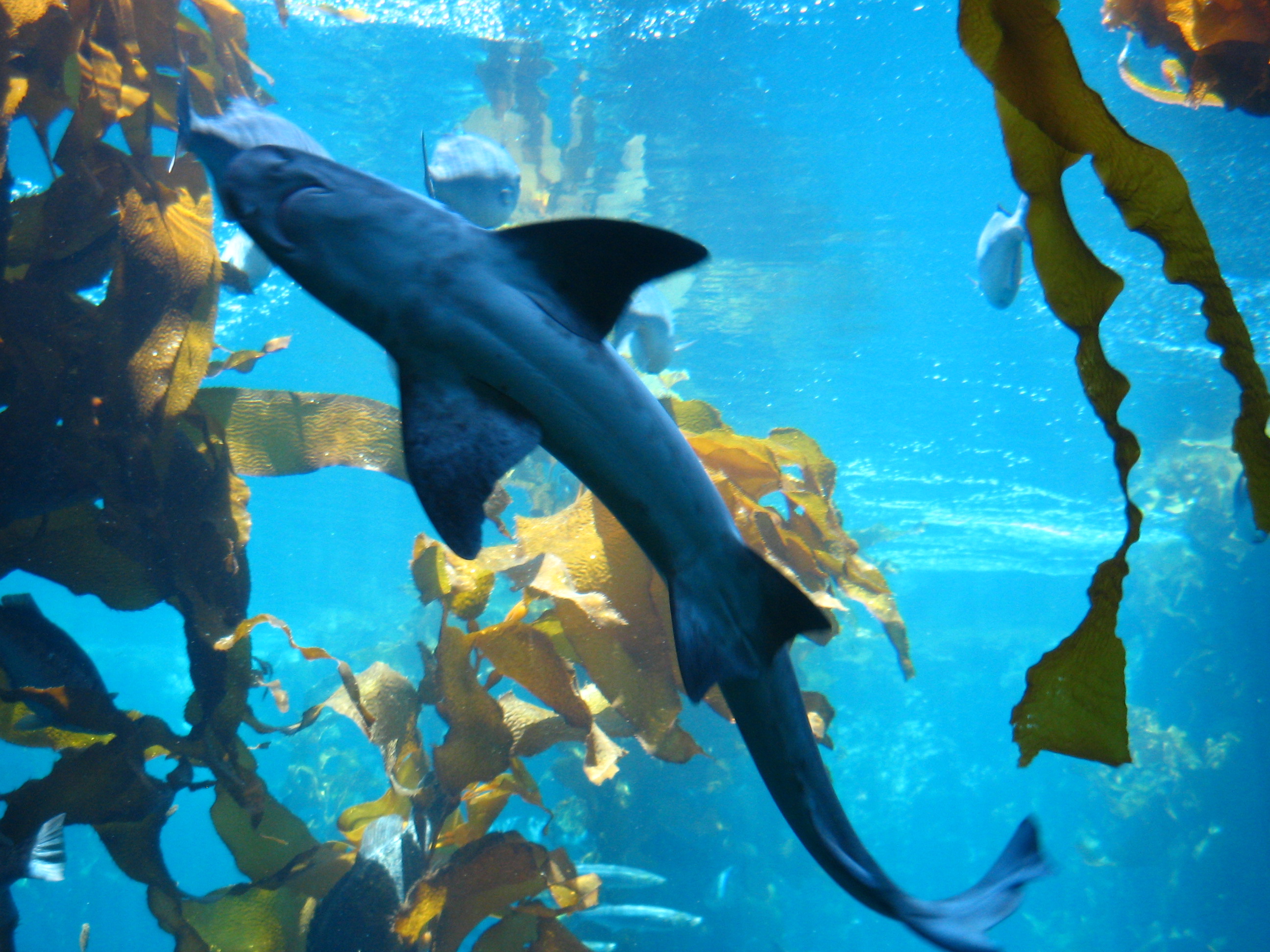 Small Shark