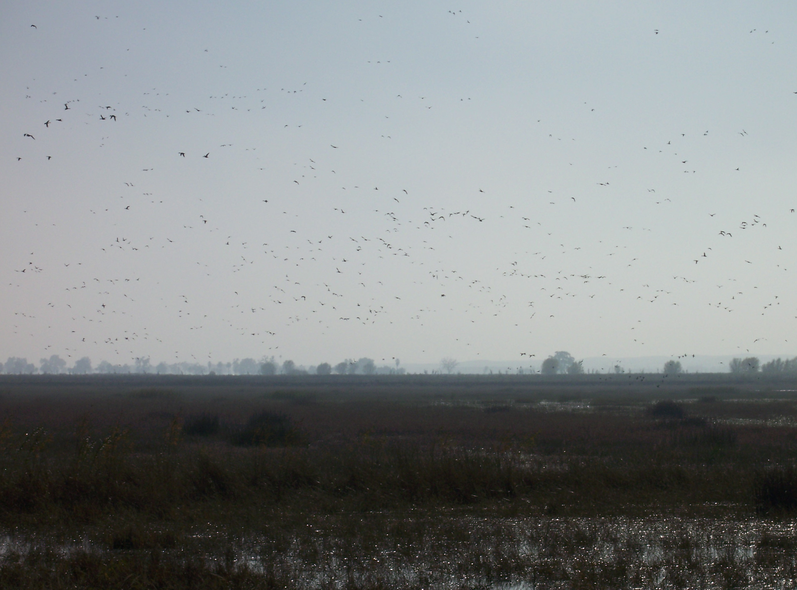 Duck Hunt!
