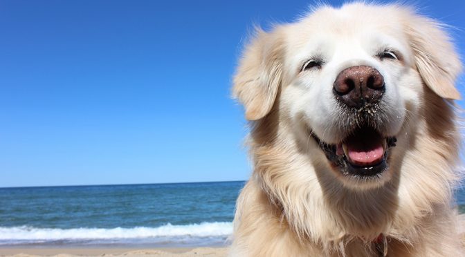 Férias e festas também para os animais de estimação