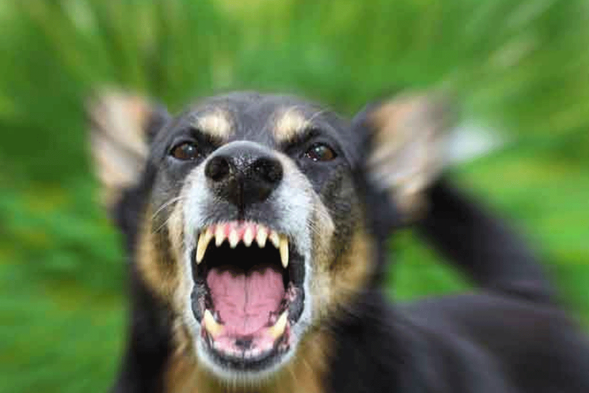 dog.png