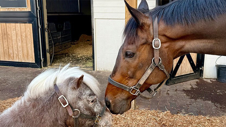 resident miniature horse Ari and thoroughbred at the stables