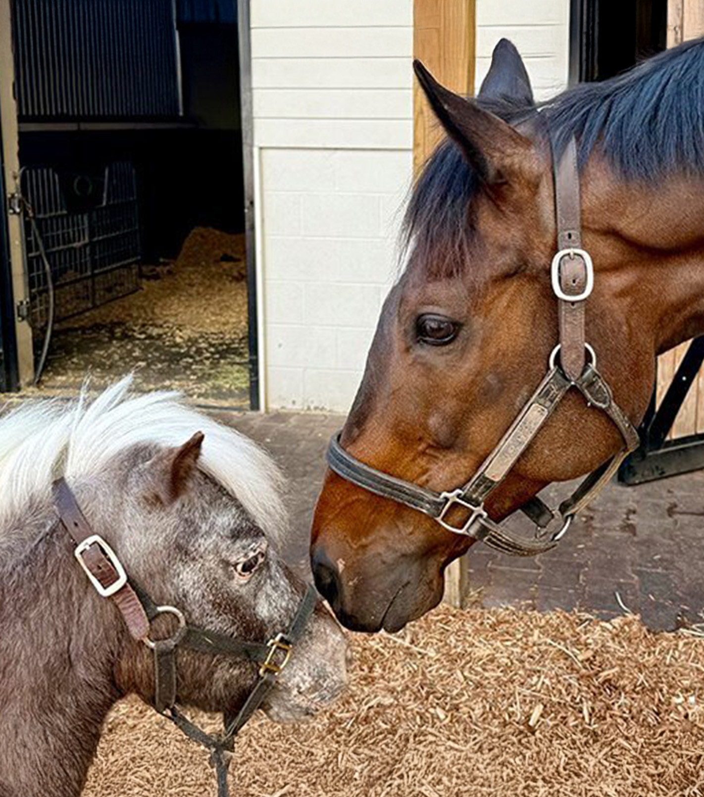 resident miniature horse Ari and thoroughbred at the stables