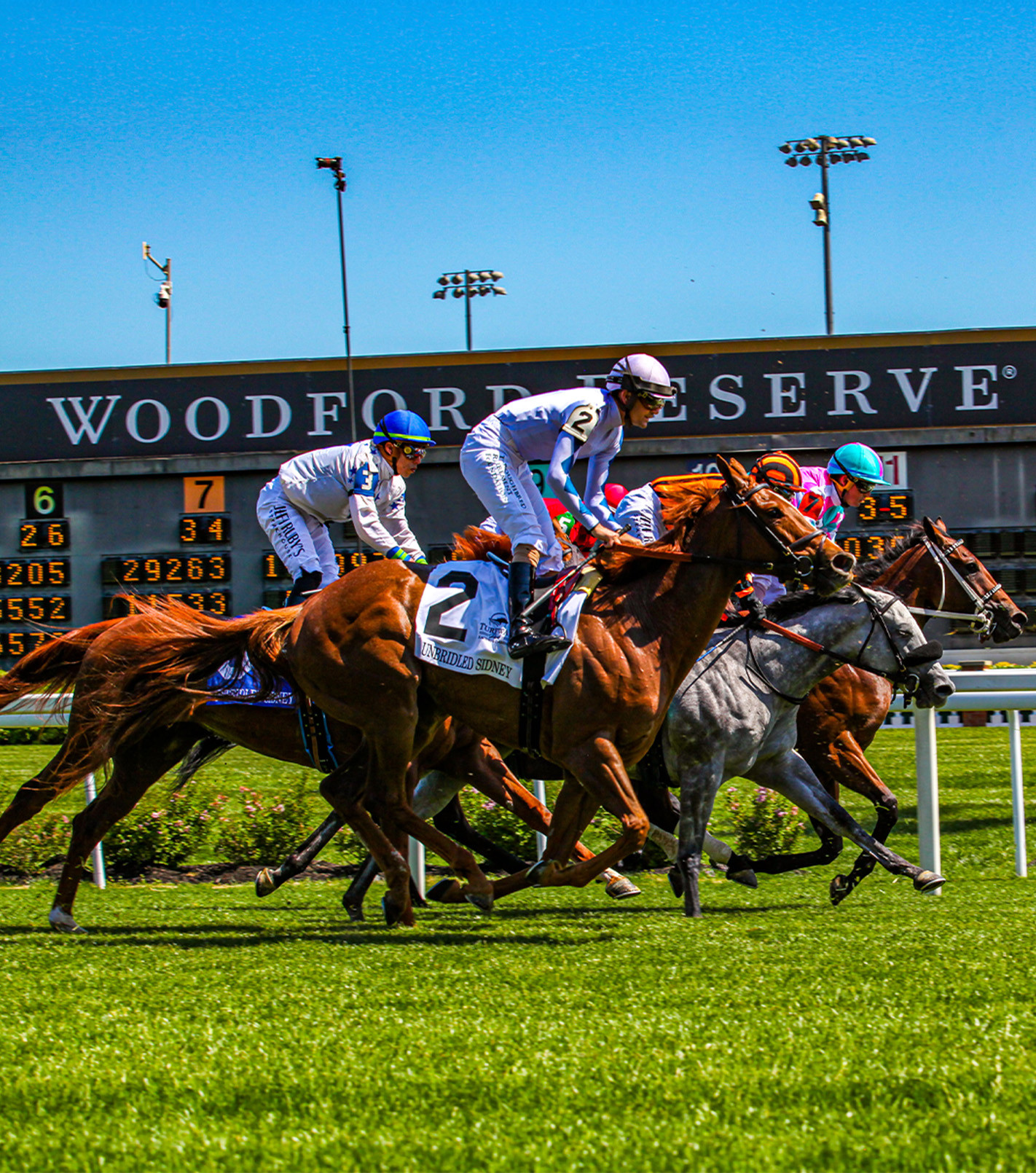 horses racing across grass