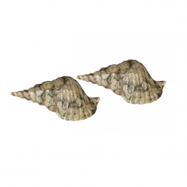 NEW Maitland-Smith Decorative Conch Shells- a Pair. Original Price: $2,088