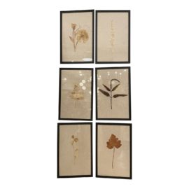 Custom Framed Pressed Botanicals - Set of Six
