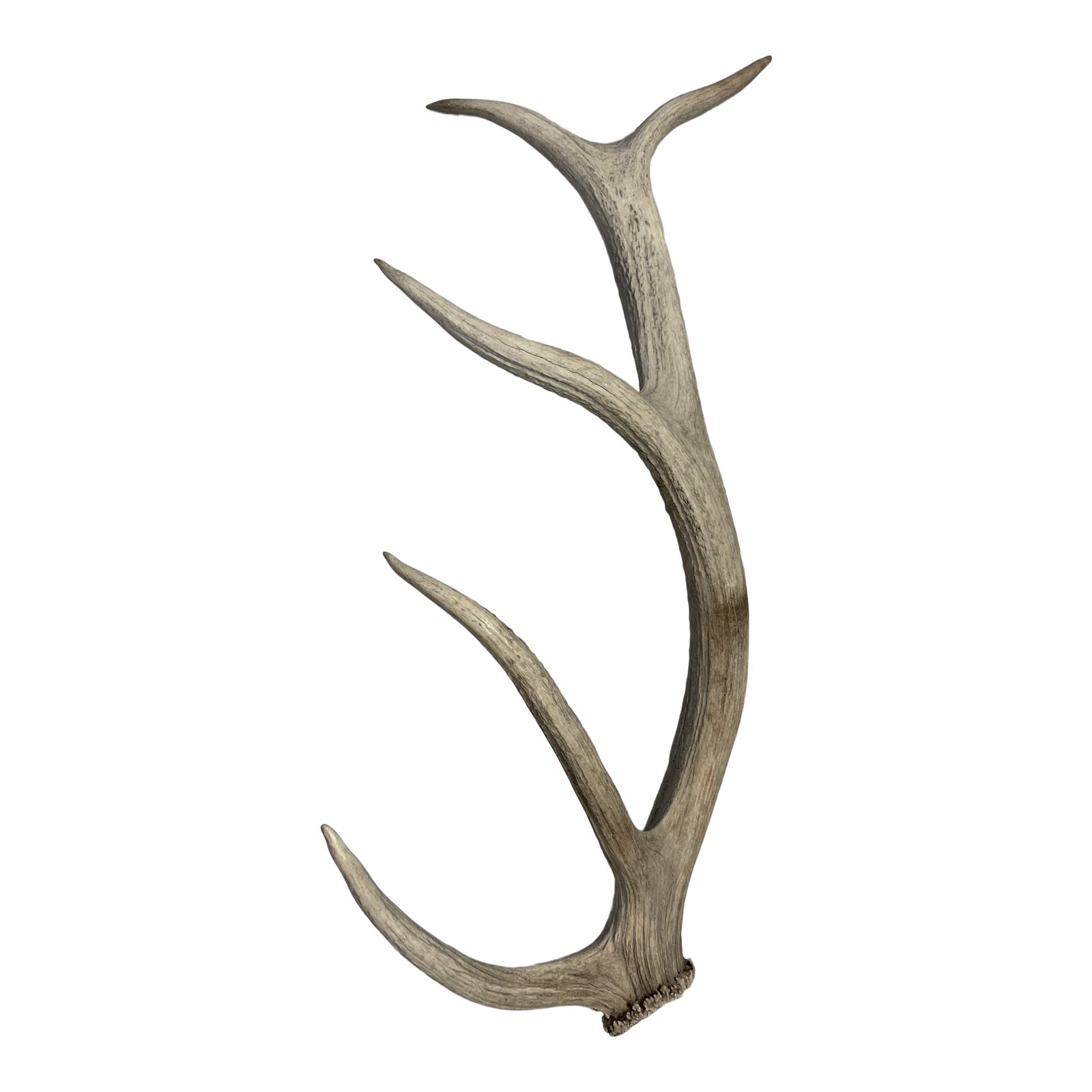 Antler restoration-hardware-sun-