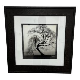 Black + White Tree Photograph - Custom Framed + Signed