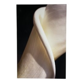 Custom Calla Lily Photo on Canvas Wrapped