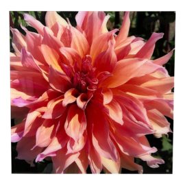 Dulcy Brainard Dahlia Photograph, Acrylic Mounted