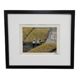 Vietnamese Ministry Woman Walking Through the Field Color Photography